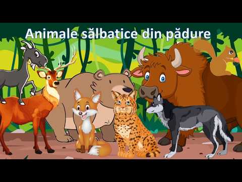 Animalele Salbatice | Video pentru copii