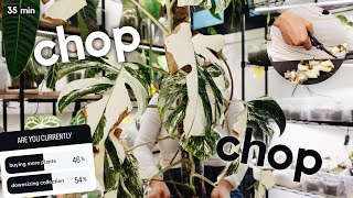 the fastest way to get rid of thrips on a monstera! 🪳