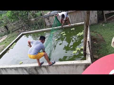 TILAPIA FARMING IN POND | GROWING TILAPIA AT BACKYARD #short #pond #tilapia #fishing