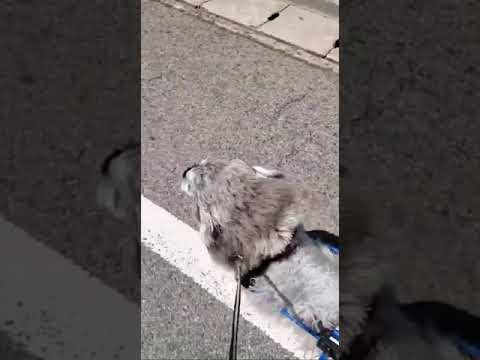ミニチュアシュナウザーのケンシロウ君　犬用車椅子で走る