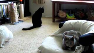 3 Cat Movie with Suprise Ending...
