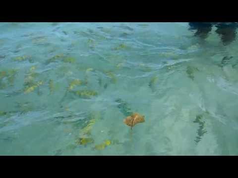 hand feeding tropical fish in Jamaica!