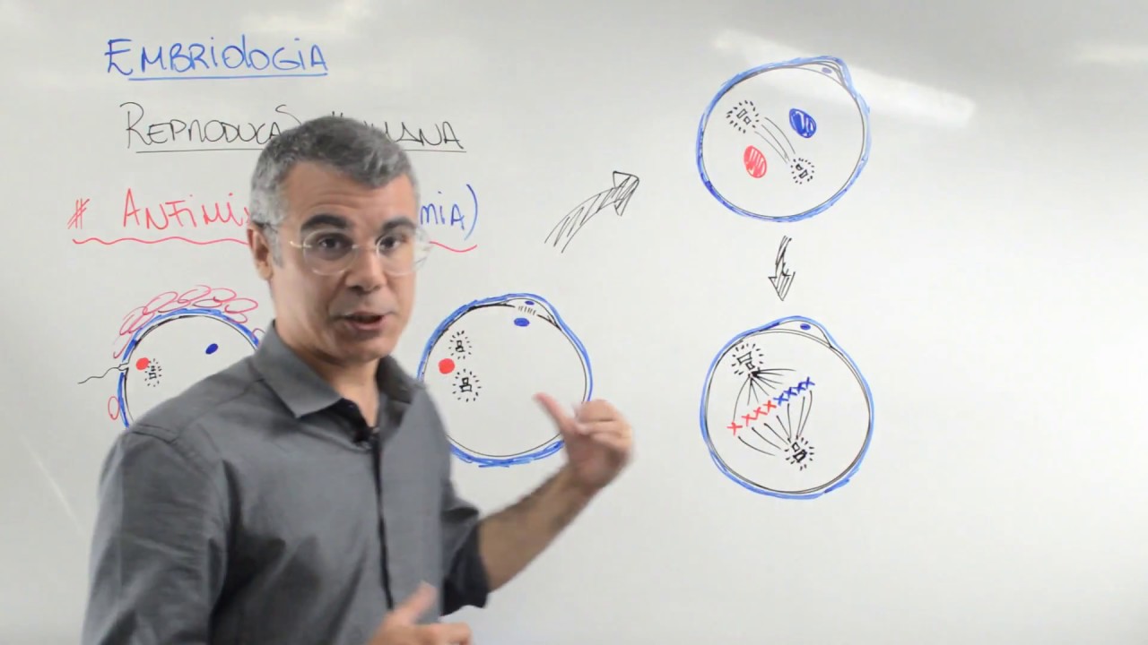 REPRODUÇÃO HUMANA / FECUNDAÇÃO / Porf. Baraúna