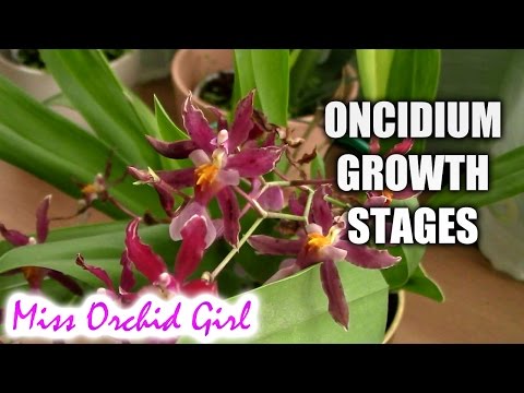 , title : 'Growth stages of Oncidium Orchids'
