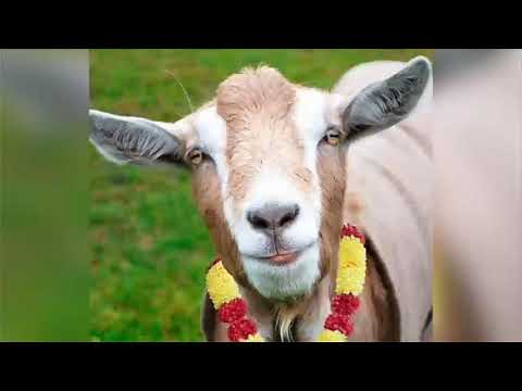 download lagu mp3 mp4 Goat Ringtone, download lagu Goat Ringtone gratis, unduh video klip Goat Ringtone