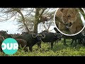 Herd Of Buffalo Attack A Scared Lion In A Tree Our World