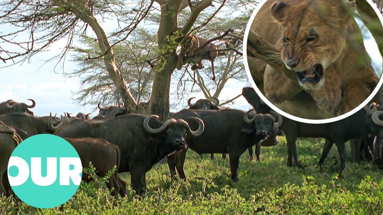 Herd Of Buffalo Attack A Scared Lion In A Tree