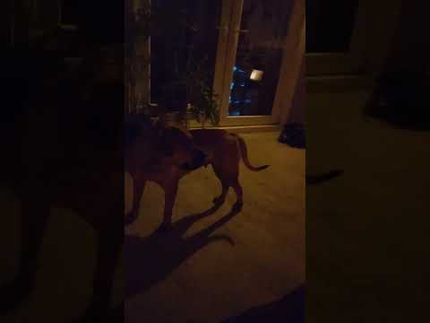 mother dogs sister has false pregnancy to act as nursemaid for litter of 11