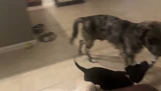 Video preview image #1 Australian Shepherd Puppy For Sale in The Woodlands, TX, USA