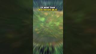 The World's Most Mysterious Explosion: The Tunguska Event