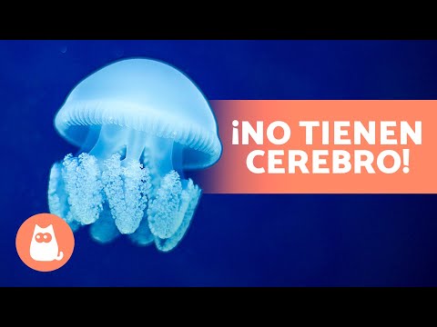 10 CURIOSIDADES sobre las MEDUSAS que te sorprenderán 😱