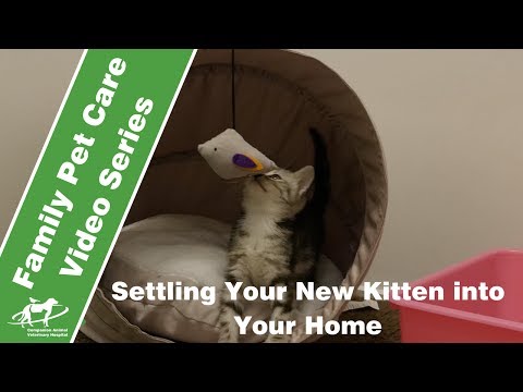 Settling Your New Kitten into Your Home- Companion Animal Vets