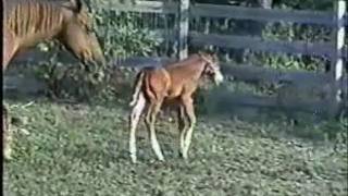 &quot;A Rose By Any Other Name&quot;