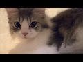 CUDDLES CAT CAFE =) - YouTube