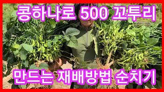 콩알 하나로 500꼬투리 이상 만드는 재배방법 서리태,청자5호,귀족서리태 순치는법 파종시기 지르기적심 서리태…