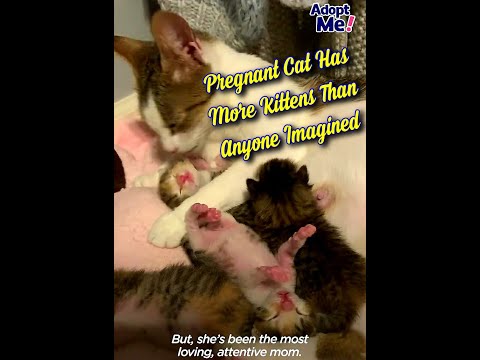 Pregnant Cat Has More Kittens Than Anyone Imagined