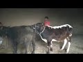 Cow Buffalo Meeting January 2021