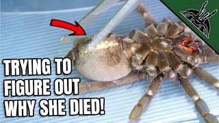 SPIDER AUTOPSY...now I know why she died!