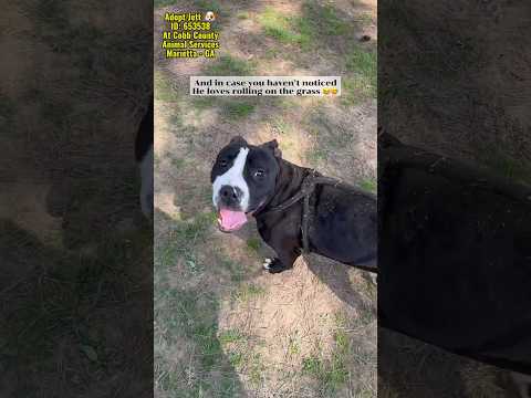 JETT - see video, an adoptable American Bully & American Bulldog Mix in Marietta, GA_image-1