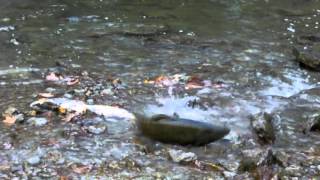 preview picture of video '2013Oct8 SalmonRunning'