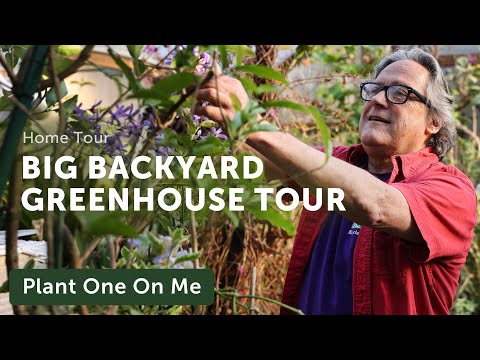 A BIG BACKYARD GREENHOUSE Tour: Orchids, Bromeliads, & More! — Ep. 273