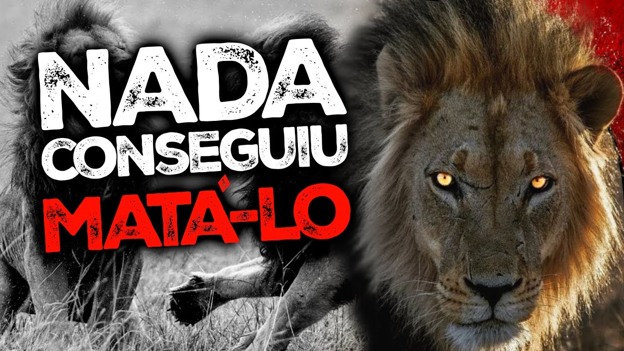 O Retorno MAIS ÉPICO de um Leão EXPULSO do Bando
