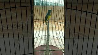 Download lagu kolibri kelapa ngalas mp3 Download lagu kolibri kelapa ngalas mp3