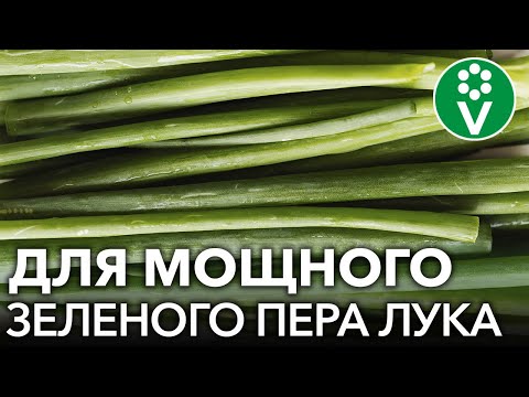 , title : 'ХОТИТЕ МНОГО ЗЕЛЕНОГО ЛУКА? 7 приемов для мощного и вкусного пера лука'