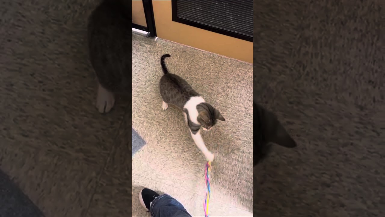 Enlarge Whistle, a Adoptable mixed breed in Pearland, TX video 6/6