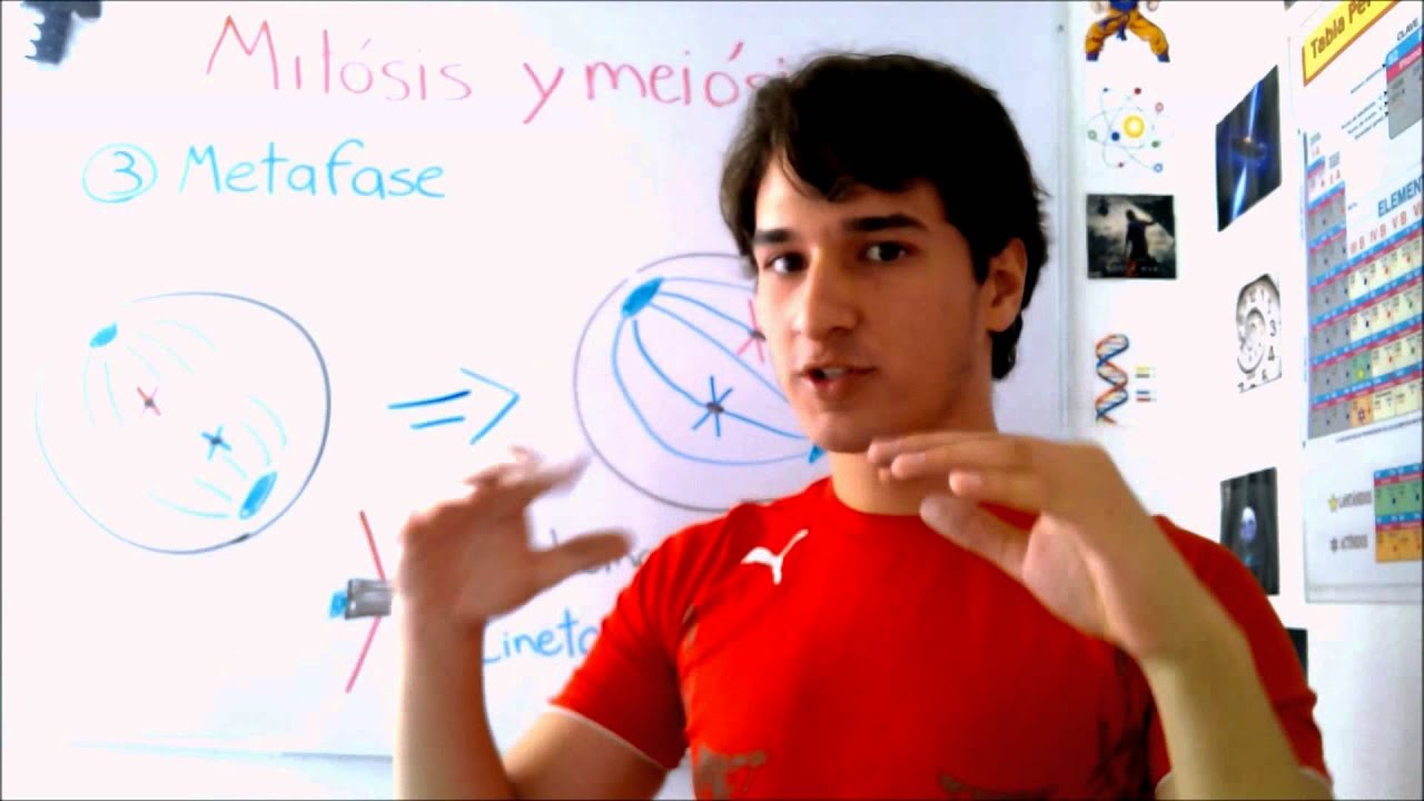 Mitosis and meiosis. Very easy IN 4 MINUTES