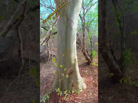 Zona rural de Bom princípio do Piauí