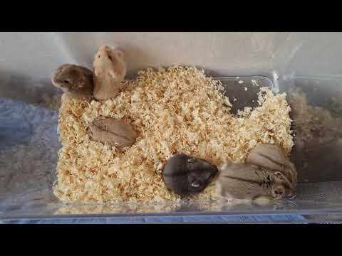 Litter E3 of X-rats 21 days individual