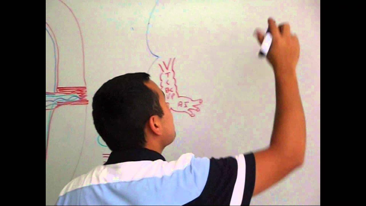 Formación y Desarrollo de Corazón