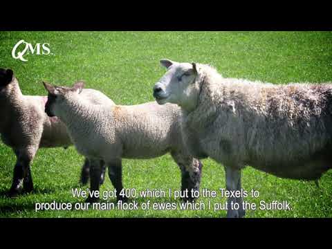 Kings Arms Farm – Scotsheep 2018 hosts