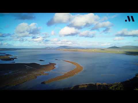 La M�laga Salvaje. Aves invernantes