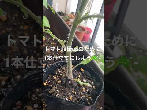  1つの植物からたくさんのトマトを得るにはどうすればよいですか？美しく豊かな収穫を楽しむための 5 つのシンプルだが効果的なヒント  庭園