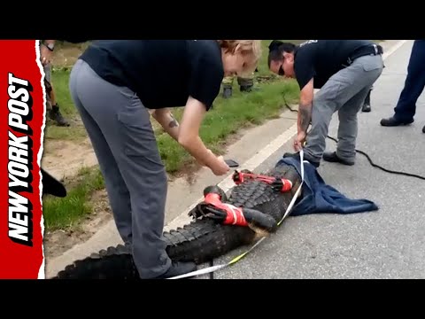 Georgia gator booted from residential neighborhood