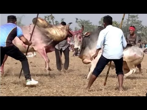 Bangla Vai _Vs _King = Winner Bangla vai = 2021 = Sylhet Bullfighting =