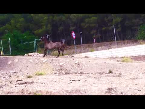 Zuri 2015 Champion and Best head by Kais Al Bayda - WH Justice daughter