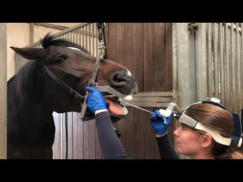 Ablauf einer Zahnbehandlung