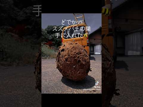 単独で巣を作るために穴を掘るスズメバチもいます