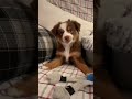 Little puppy bark!