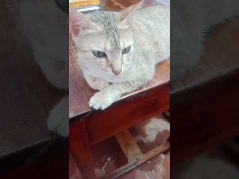 #subscribe #cat #catvideos #catlover #funny #comedy #trending #pujji