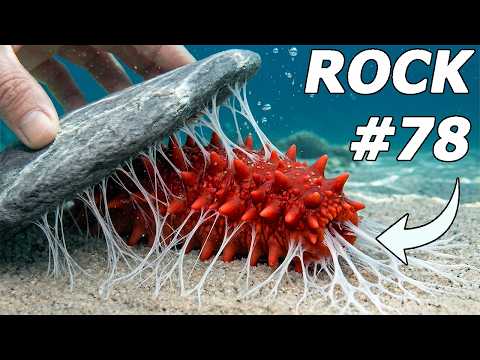 I Flipped 100 Rocks on the Ocean Floor, Here's What I Found... (Sea Monsters?)