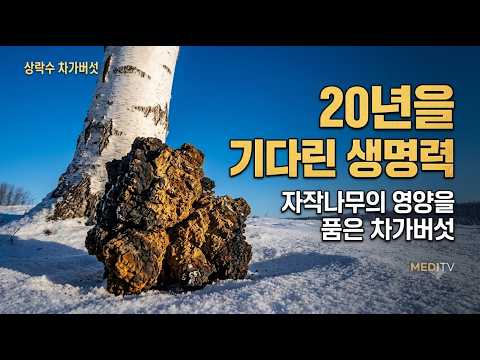 자작나무에서 자라는 차가버섯