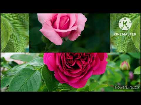 Ae Mausam Full Video - Dil Ne Phir Yaad Kiya|Govinda, Tabu|Udit Narayan, Alka Yagnik