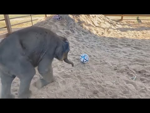 First Time Of Baby Elephant Pee Mai With Ball
