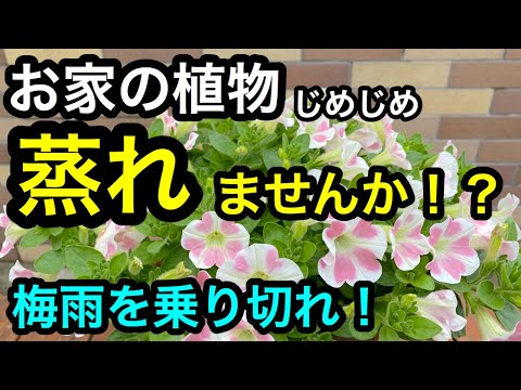 ペニセタム、羽毛毛草 植物