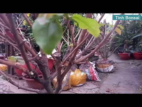 Cách Xã Tàng Mai 2023 Chi Tiết Rõ Ràng Nhất