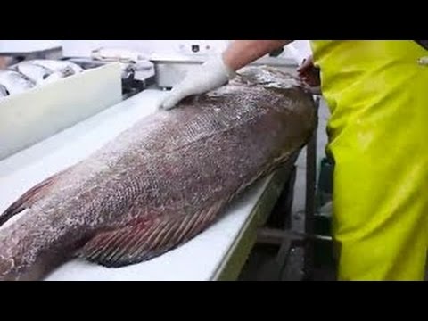 分解石斑鱼，第一次见这么大的石斑鱼。这得值多少錢 Knife Skill Travel Channel 2016